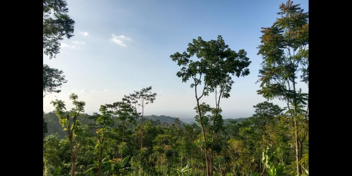 Tanah Murah 99 Juta Dekat Candi Cetho Kemuning Tanah Murah 99 Juta Dekat Candi Cetho Kemuning
