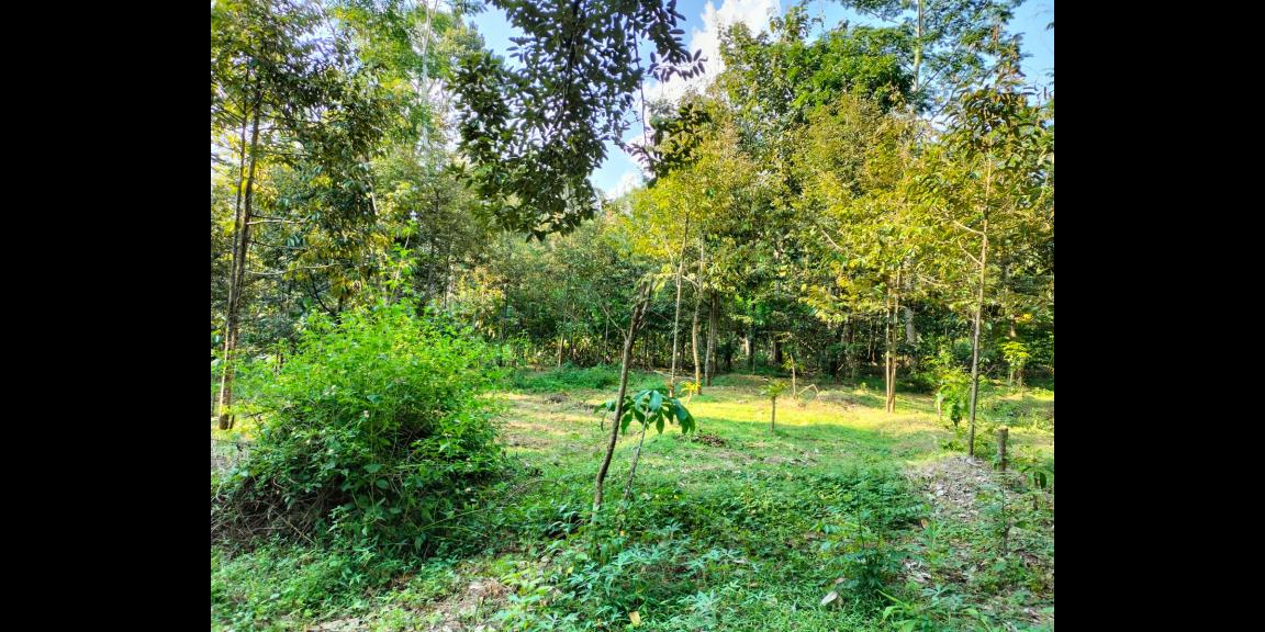 Kebun Durian Siap Panen 1400m² Karanganyar Kebun Durian Siap Panen 1400m² Karanganyar