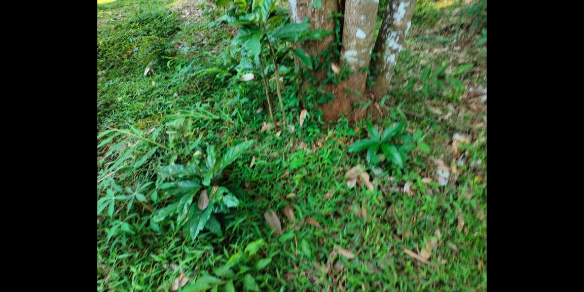 Kebun Durian Siap Panen 1400m² Karanganyar Kebun Durian Siap Panen 1400m² Karanganyar