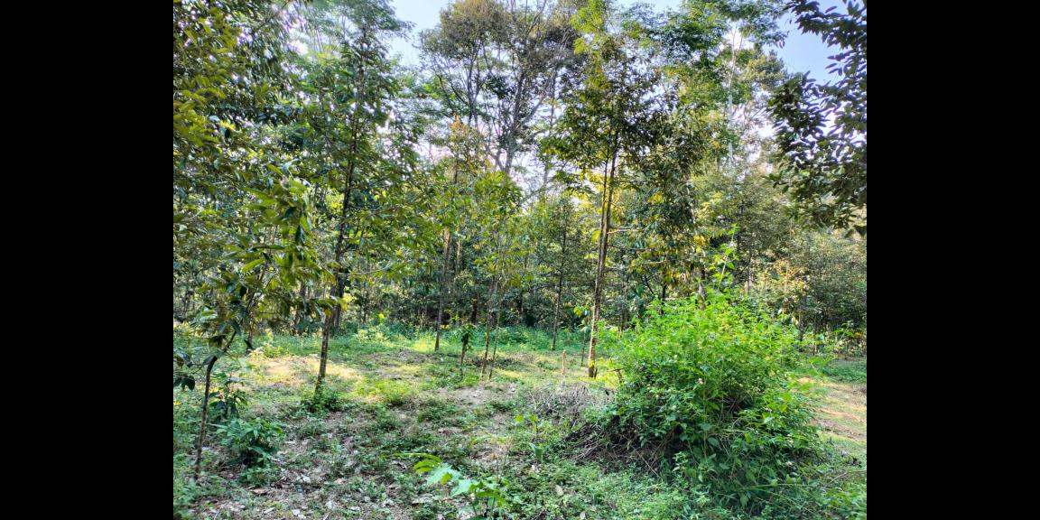 Kebun Durian Siap Panen 1400m² Karanganyar Kebun Durian Siap Panen 1400m² Karanganyar