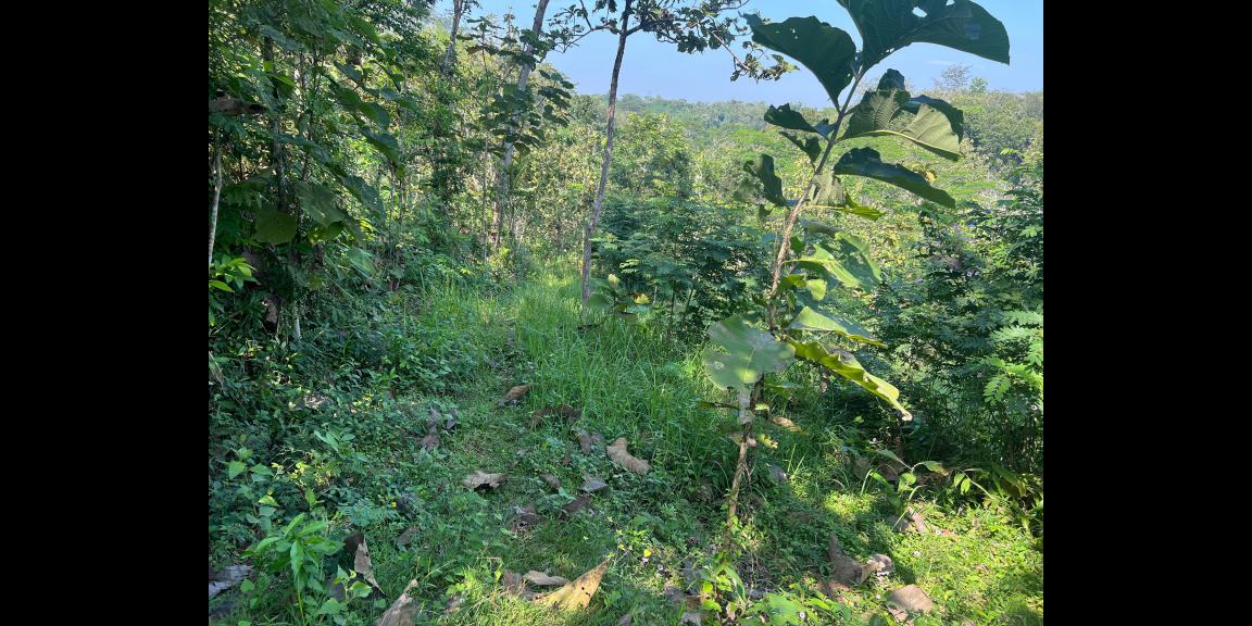 Tanah 100 Juta Cocok Untuk Kebun Buah Sragen Tanah 100 Juta Cocok Untuk Kebun Buah Sragen