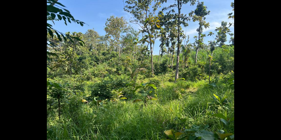 Tanah 100 Juta Cocok Untuk Kebun Buah Sragen Tanah 100 Juta Cocok Untuk Kebun Buah Sragen