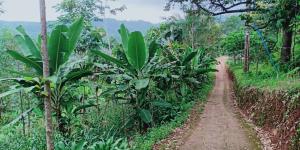 Dijual Tanah Kebun Durian Kerjo Karanganyar