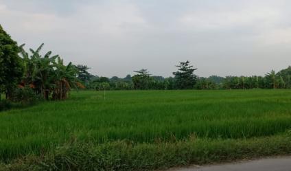 Jual Tanah Industri daerah Lebaksono daerah Pungging