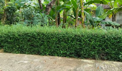 Kebun Durian Siap Panen 1282m Mojogedang