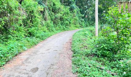 Kebun Durian Siap Panen 7700m 500Jt Jenawi Karanganyar 