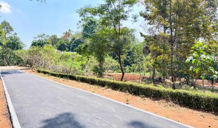  Kebun Buah 1550m 250 Juta Mojogedang Karanganyar