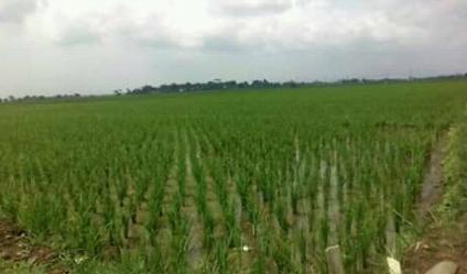 Dijual sawah kelas 1 Rp. 200 ribu/m² Badamusalam SERANG