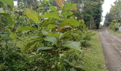 TANAH PEKARANGAN MURAH di sedayu