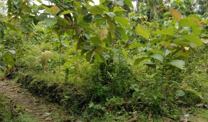 Dijual tanah cocok untuk kavlingan, 7 menit dari jalan wates km 9