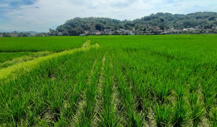 TANAH UNTUK PERUMAHAN ATAU PERMUKIMAN DI CILILIN BANDUNG BARAT 
