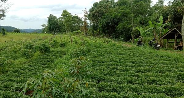 TANAH UNTUK PERUMAHAN DAN PERMUKIMAN DEKAT GT. PAMULIHAN TANJUNGSARI SUMEDANG