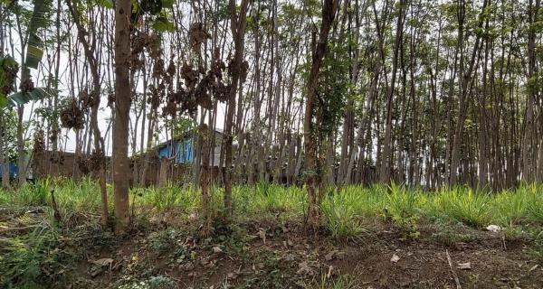 Jual Tanah SHM Sangat Luas di Tegal Mapan Malang