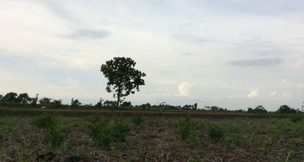 Jual Cepat Tanah Industri Murah Kawasan Raya Mantup