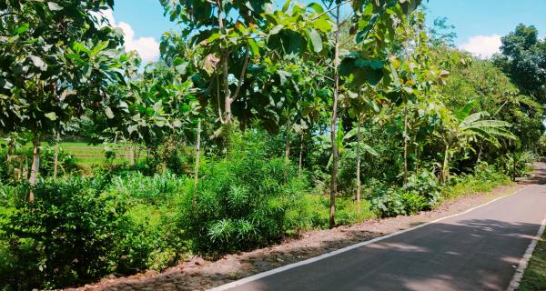 Dijual Tanah 500m² Dekat SMPN 1 Kerjo Karanganyar