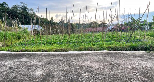 Tanah Udara Dingin 562m² Kawasan Strategis Karangpandan