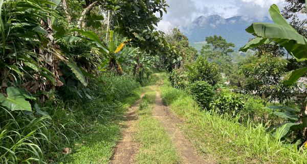 Kebun Durian 1237m² Kawasan Wisata Kemuning, Karanganyar 