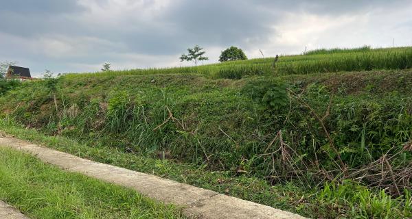 Tanah Subur 1000m²  300 Juta Karangpandan 