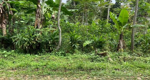 Tanah Datar Murah 500m 175Jt Jenawi Karanganyar 