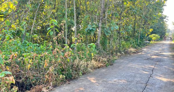  Tanah Kebun Jati 944m² Dekat SMAN 1 Plupuh Sragen