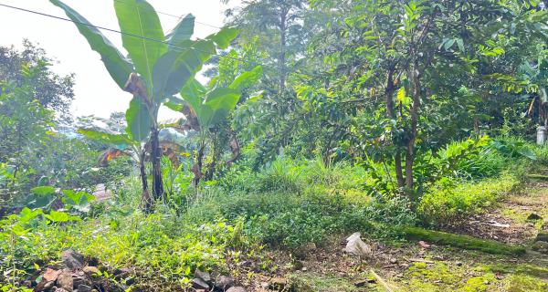 Tanah 225 Juta Udara Dingin Ngargoyoso 