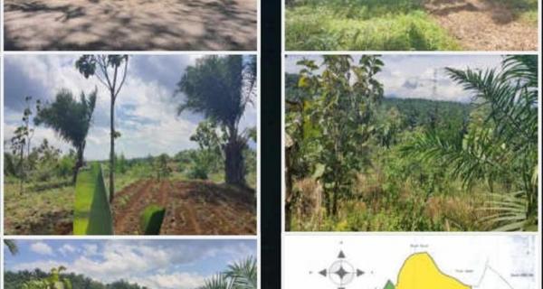 Jual Tanah Perkebunan Sangat Luas di Pangkalan, Sukabumi