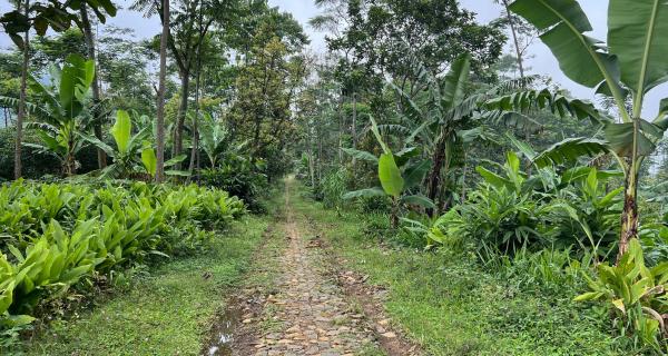  Tanah Udara Dingin 150 Juta Cocok Kebuh Buah Karanganyar 