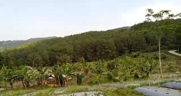 TANAH SUBUR DI CIANUUR