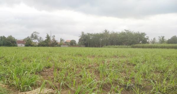 Jual Tanah Luas Strategis di Malang Dekat Kantor Bupati Malang dan Pasar Gondanglegi