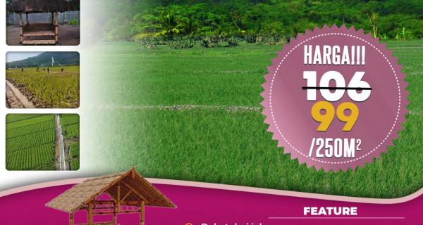 Jual Tanah Kavling Sawah Produktif View Pegunungan 250 m2 Hanya 99jt di Jonggol Bogor