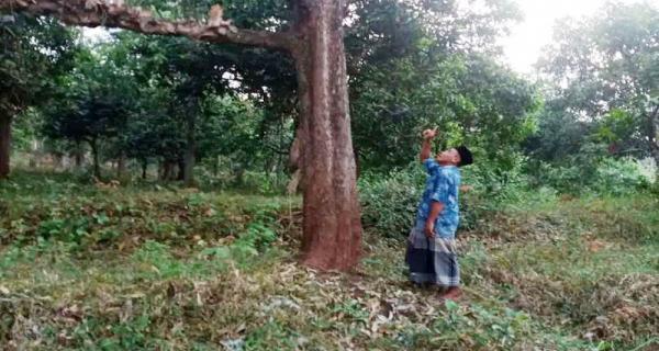 Jual Tanah Tambang Batu di Pasrepan Pasuruan Cocok Untuk Tambang Batu dan Kebun Durian