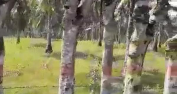 Tanah Kebun berisi Pohon Kelapa Di  Kabupaten Gorontalo