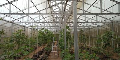 DIJUAL LAHAN KEBUN HOLTIKULTURA BUAH NAGA & TIN LINGKAR SELATAN, CILEGON