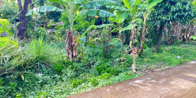 Tanah 55 Juta Dekat Pasar Jambangan Kedawung Sragen 