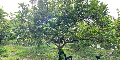 Tanah 6670m² Kebun Jambu Siap Panen Sragen Tanah 6670m² Kebun Jambu Siap Panen Sragen