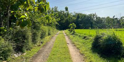 Tanah Subur 5360m² View Gunung Lawu Sragen Tanah Subur 5360m² View Gunung Lawu Sragen