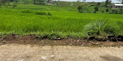 Tanah Karangpandan 1670m Datar Subur Karanganyar Tanah Karangpandan 1670m Datar Subur Karanganyar