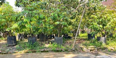 Tanah 405m Utara Mojogedang Karanganyar Strategis Tanah 405m Utara Mojogedang Karanganyar Strategis