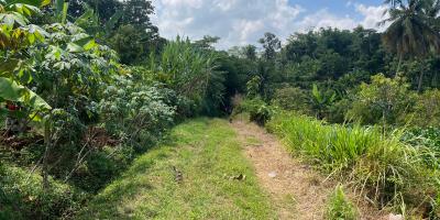Kebun Durian 1900m Subur Mojogedang Karanganyar 