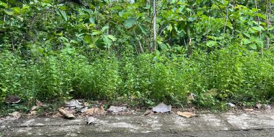 Tanah Hook 1175m Siap Bangun Sambirejo Sragen 