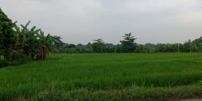 Jual Tanah Industri daerah Lebaksono daerah Pungging