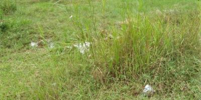 Tanah Mempawah, Hilir Kalbar, Kalimantan Barat Tanah Mempawah, Hilir Kalbar, Kalimantan Barat