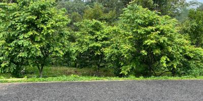 Tanah Kebun Durian 1609m² Ngargoyoso Karanganyar 