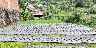 Tanah View Kebun Teh 200m² Dekat Candi Cetho Karanganyar 