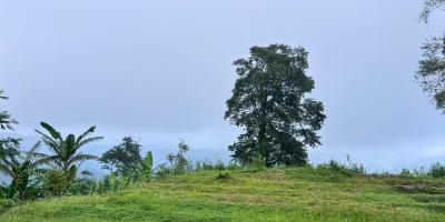 Tanah Datar View Kebun Teh Kemuning Karanganyar 