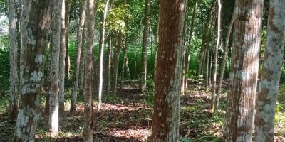 Tanah Datar 2895m² 650 Juta Karangpandan Karanganyar