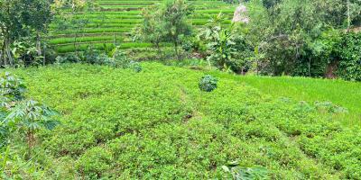 Tanah Subur 3265m² Hanya 70rb/m Kerjo, Karanganyar 