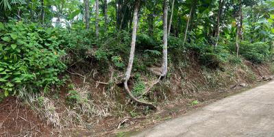 Tanah Bonus Rumah Siap Huni 1678m2 375Jt Karanganyar 