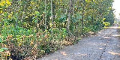  Tanah Kebun Jati 944m² Dekat SMAN 1 Plupuh Sragen