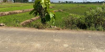Tanah Super Datar 3889m² Sambirejo Sragen 